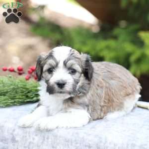 Macy, Havachon Puppy